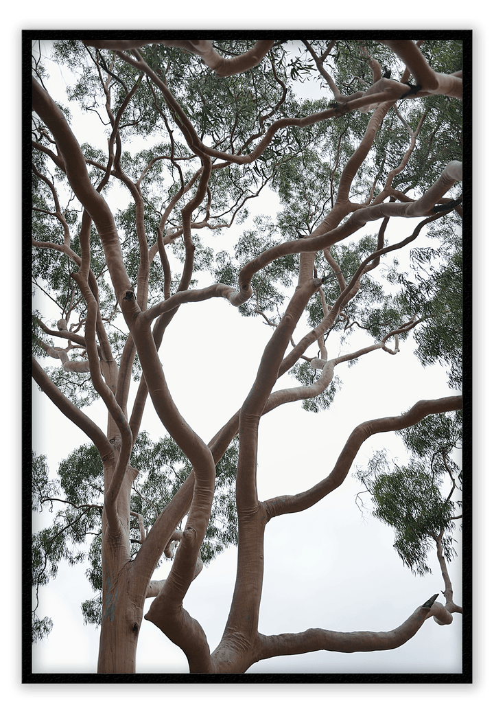 Canvas Print 50x70cm / Black Tubos Brand