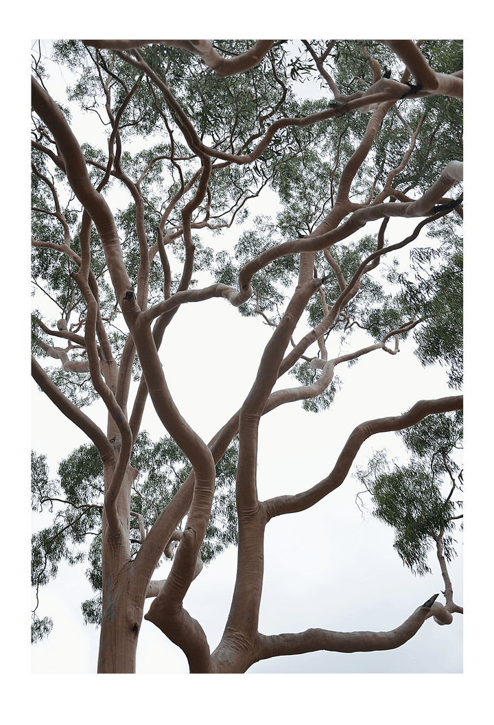 Canvas Print 60x90cm / Unframed Tubos Brand