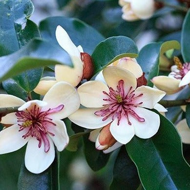 La Florentina Magnolia Badeschaum 500ml